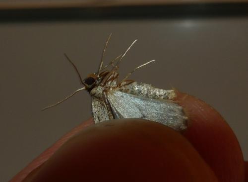Réf. 235 870 : Idaea alyssumata